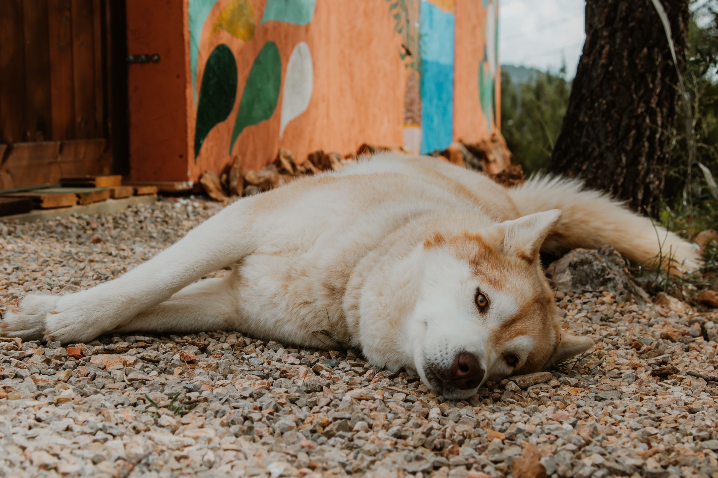One of our community dogs resting at WakeTheFUP